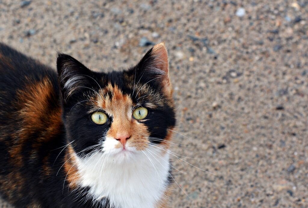 Удивительные факты о котах окраса «калико», или почему трёхцветные кошки  приносят удачу ;) | Много-кото-мама | Дзен