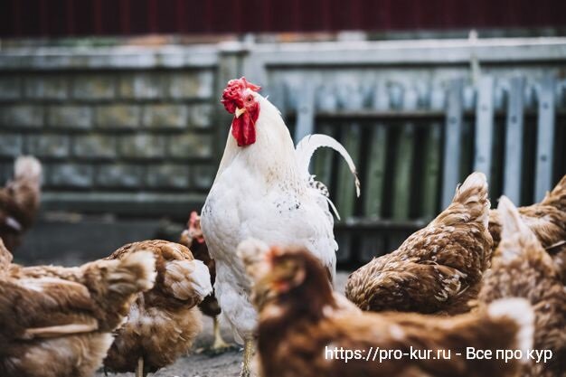 Какой корм для птиц повышает яйценоскость кур? В помощь фермерам