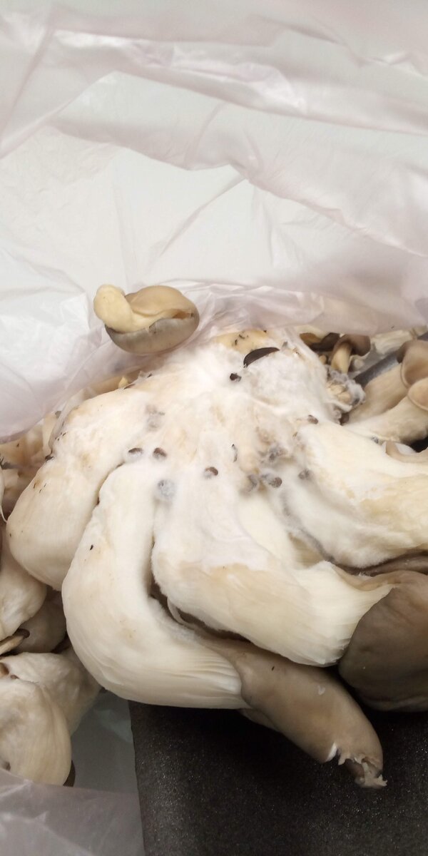 Грибы вешенки