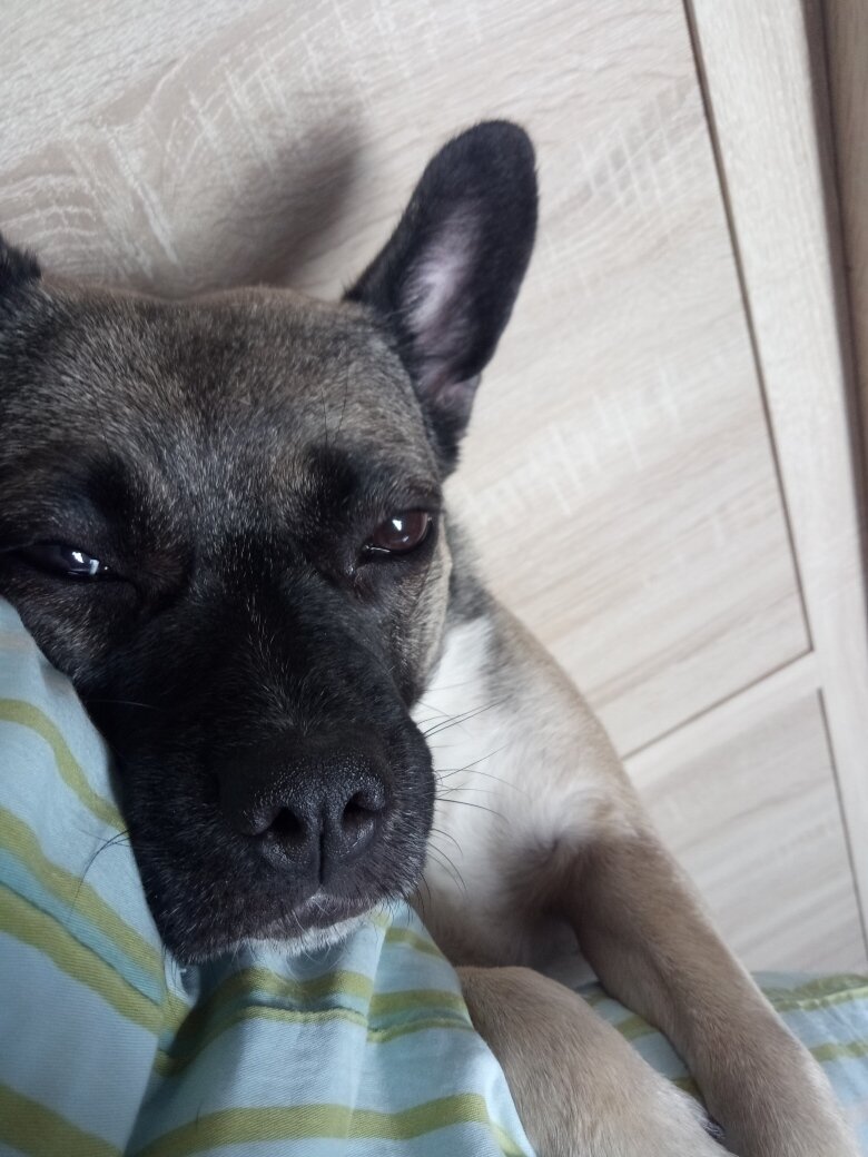 Это милый крокодил Анфиса :)