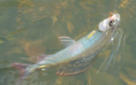 Этой публикацией я начну ряд статей о ловле хариуса на реках Приморского края. Я более чем уверен, что техника ловли и снасти, применяемые для этого могут быть использованы для любого региона России. Об этом можно с уверенностью говорить, потому что видео, которые мне довелось посмотреть, всё подтверждают.

Большинство сюжетов не акцентируют внимание на мелкие, но в то же время важные особенности хариузовой снасти. Эта серия статей предназначена для устранения этого недостатка в информации.

Обучение ловле хариуса нужно начинать с знакомства с этой рыбой. Для того, чтобы выходить из схватки победителем, своего противника нужно знать — это аксиома! Зная среду обитания, повадки и родословную хариуса, Вам будет гораздо проще найти его на реке и заполучить в свой улов. Приступим к делу.
В рыбном семействе хариус находится в обособленной нише. Он является родственником лососёвых и сиговых, однако и не то и не другое. Хариус является хищником, питается живностью различного рода, которая в обилии обитает в реках. Не брезгует икрой и личинками всевозможных насекомых, да и самими насекомыми.

На этом и строится стратегия лова хариуса — личинки, икра, моллюски идут в ход при ловле на поплавочную снасть (именно она более всего популярна на территории Приморского края из-за своей простоты и относительно небольшой цены) и ловле хариуса на нахлыст с использованием тонущих мух. Насекомые и их искусственные имитаторы (мухи, палмеры, стримеры) используются для ловли хариуса на нахлыстовыю снасть с поверхности воды (ловля на сухую муху).

Хариус присутствует практически на всей территории России, за исключением некоторых районов. Основным условием его существования является проточной чистой воды и достаточно быстрое течение. Анатомия хариуса такова, что для подпитки кислородом ему нужен бурный  поток воды, в стоячих и вялотекущих водах существовать он не может. Верховья рек, горные речушки — вот излюбленное место обитания этой рыбы.

Как я уже сказал, ниша хариуса в рыболовном сообществе обособлена. Существует три основных вида хариуса: европейский, монгольский и сибирский. Эти виды в свою очередь подразделяются на множество подвидов, которые рознятся расцветкой, величиной плавника и размером. Именно Хариус очень сильно отличается по цвету в зависимости от места обитания, он может быть  фиолетовым, коричневым, серебристым. Раскраска хариуса варьируется на теле и на большом спинном плавнике. С возрастом окрас рыбы становится ярче.

В зависимости от вида, хариус может достигать различных размеров, вплоть до 30-65  сантиметров и весом до трех килограмм. Самые крупные виды — это Европейский и Монгольский хариусы. Спинной плавник больше всего у Европейского хариуса. Еще одной особенностью этой рыбы является наличие жирового спинного плавника в задней части туловища — это роднит хариуса с лососёвыми.

Последнее время, всё чаще в улове попадается хариус, который развит на половину — голова и половина тела одного размера, а хвост отстаёт в развитии. Это связано с анатомической особенностью этой рыбы — переживая даже не большой разряд электрического тока мышцы этой спортивной рыбки сокращаются и ломают один позвонок. Как следствие частичный паралич и замедление развития. Будьте бережнее с природой! Не уродуйте её своей алчностью и жаждой наживы. Электроудочники, почитайте раздел о браконьерах.

В реках Приморья обитает подвид сибирского хариуса — Амурский хариус. Он отличается сравнительно небольшим плавником и размерами. Любит собираться не большими стаями и на протяжении весенне-летне-осеннего периода мигрирует по реке. Весной он поднимается в верховья рек, где кормится все лето, а ближе к заморозкам скатывается на ямы ближе к глубокому руслу реки. Нерестится весной с мая по июнь (в зависимости от места обитания).

Способов его ловли много, но самые распространенные это поплавочная удочка и нахлыст. Я не рассматриваю ловлю сетями, так как к правильной рыбалке это не отношу. Поставить сеть и достать из неё рыбу — много ума не нужно.

Отличительной особенностью ловли хариуса является использование искусственных приманок (обманок, мух, мушек —  под общим названием «химия»). Опытные рыбаки говорят — знаешь рабочую муху — владеешь миром! К счастью клев хариуса переменчив и то, что рыба с удовольствием брала на одном перекате реки, то может не работать на 20-100 метров ниже или выше по течению. При поклевке, даже небольшая 20-25 см особь даст вам почувствовать впрыск адреналина. Всё это делает ловлю хариуса крайне интересным, азартным и увлекательным занятием. Ею в буквальном смысле «болеют» так, что до ночи из реки не вытащишь отдельные экземпляры рыбаков.

Если Вам интересно, как определить на глаз где в реке стоит хариус, как подобрать уловистую мухуи более того, связать муху самому, пишите коментарии   полезны или нет кому интересны мои статьи  ставим класс!!!😉

