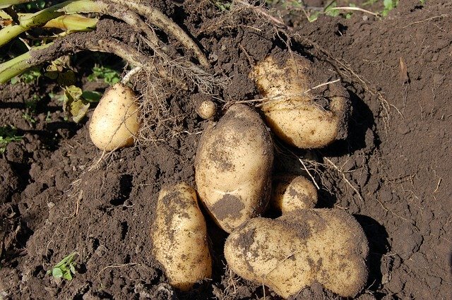 Где зимует проволочник: в картошке или в земле?