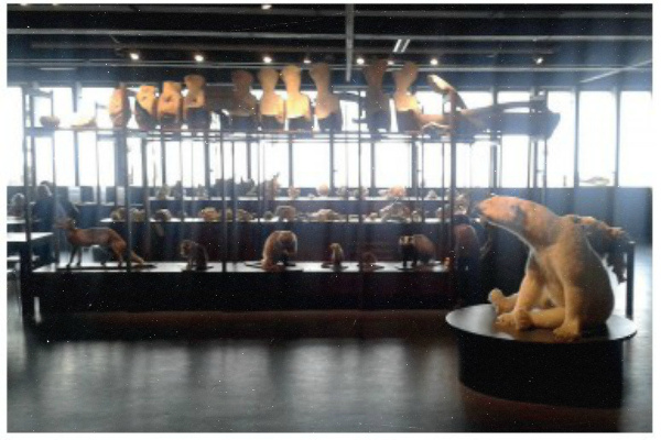 Комната для открытий в Музее естествознания Дании. В комнате для открытий представлены образцы таксидермизированных животных датской и скандинавской дикой природы, а также другие объекты (например, черепа, кости, меха и консервированные беспозвоночные в банках).