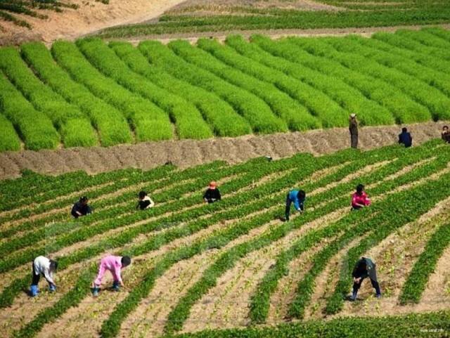 Работа на поле в Южной Корее (фото из интернета)