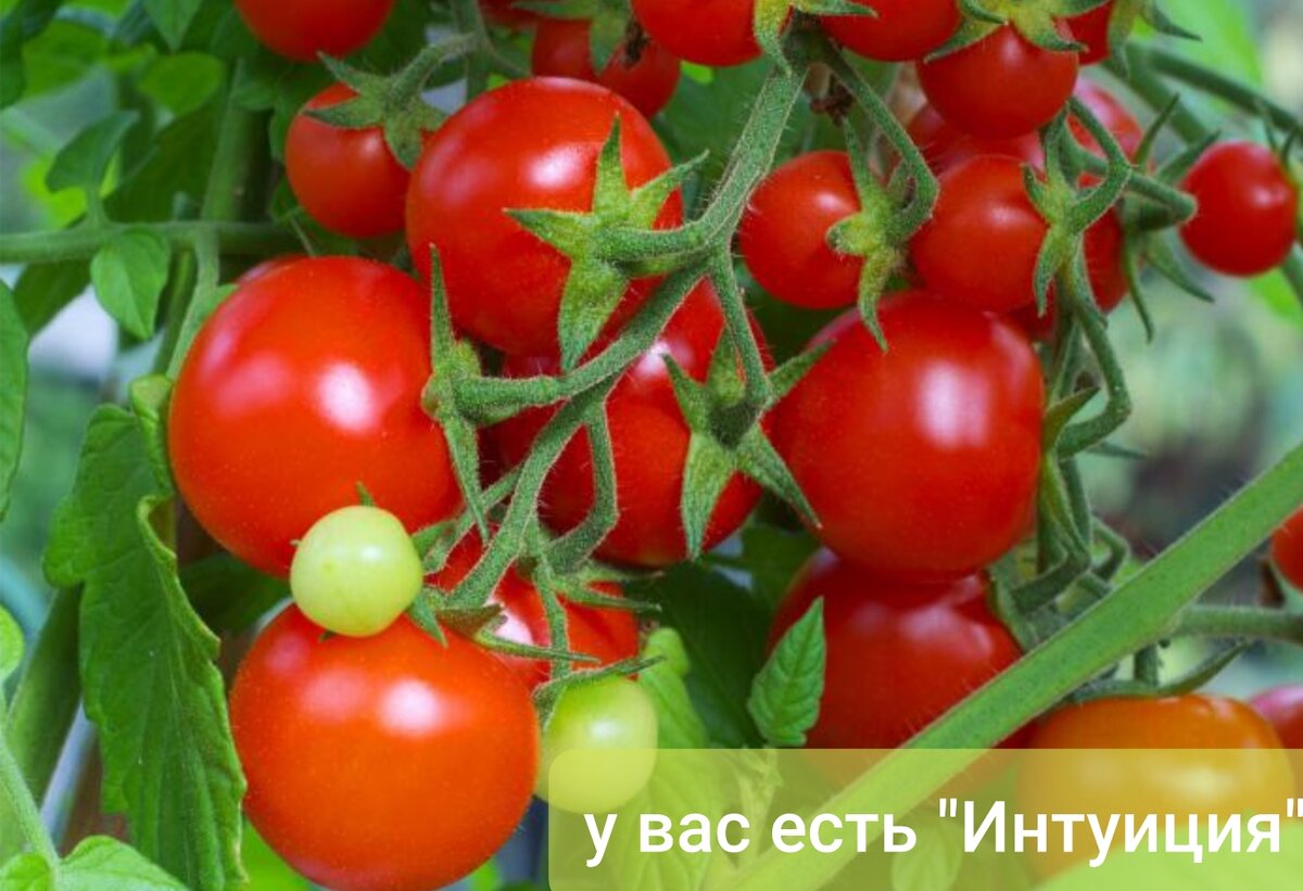 Кистевое развитие куста.