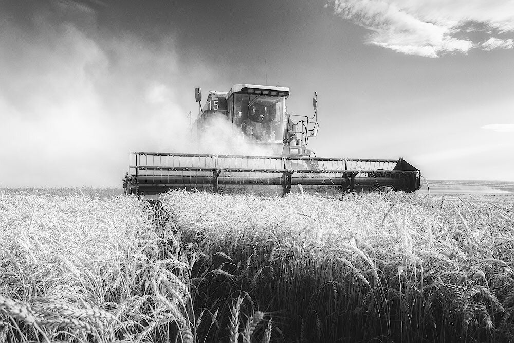 Фотография Андрей Смольников (Битва за урожай)