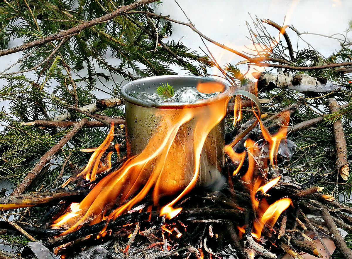 Таежный канал дзен. Ведьмин чай. Таежный чай в лесу. Еловый чай. Чай из хвои в походе.