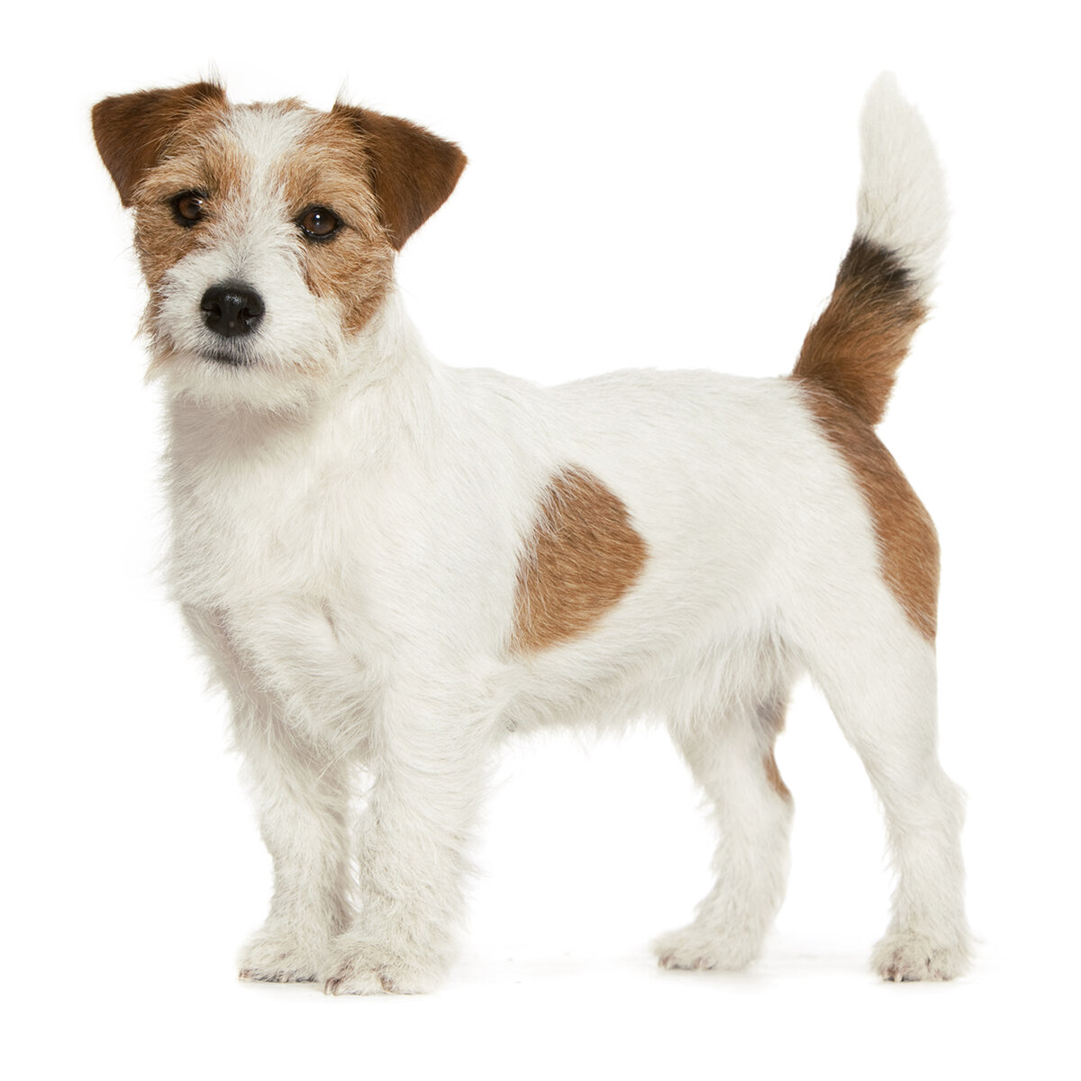 Важно понимать, что эта собака не просто друг или домашний любимец. Это полноправный компаньон, который будет следовать за своим хозяином повсюду, разделяя все его увлечения и занятия. Тем более что этим животным активные физические нагрузки просто необходимы. От скуки и отсутствия занятий этот милый песик превращается в ураган, который сметает все на своем пути, начиная с обуви и заканчивая предметами интерьера. Поэтому в интересах хозяина не просто много гулять со своим любимцем, а придумывать для него занятия, позволяющие расходовать энергию, которой у него очень много.