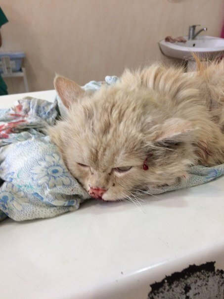 Одно из самых "безобидных" фото первого дня. Остальные хуже.