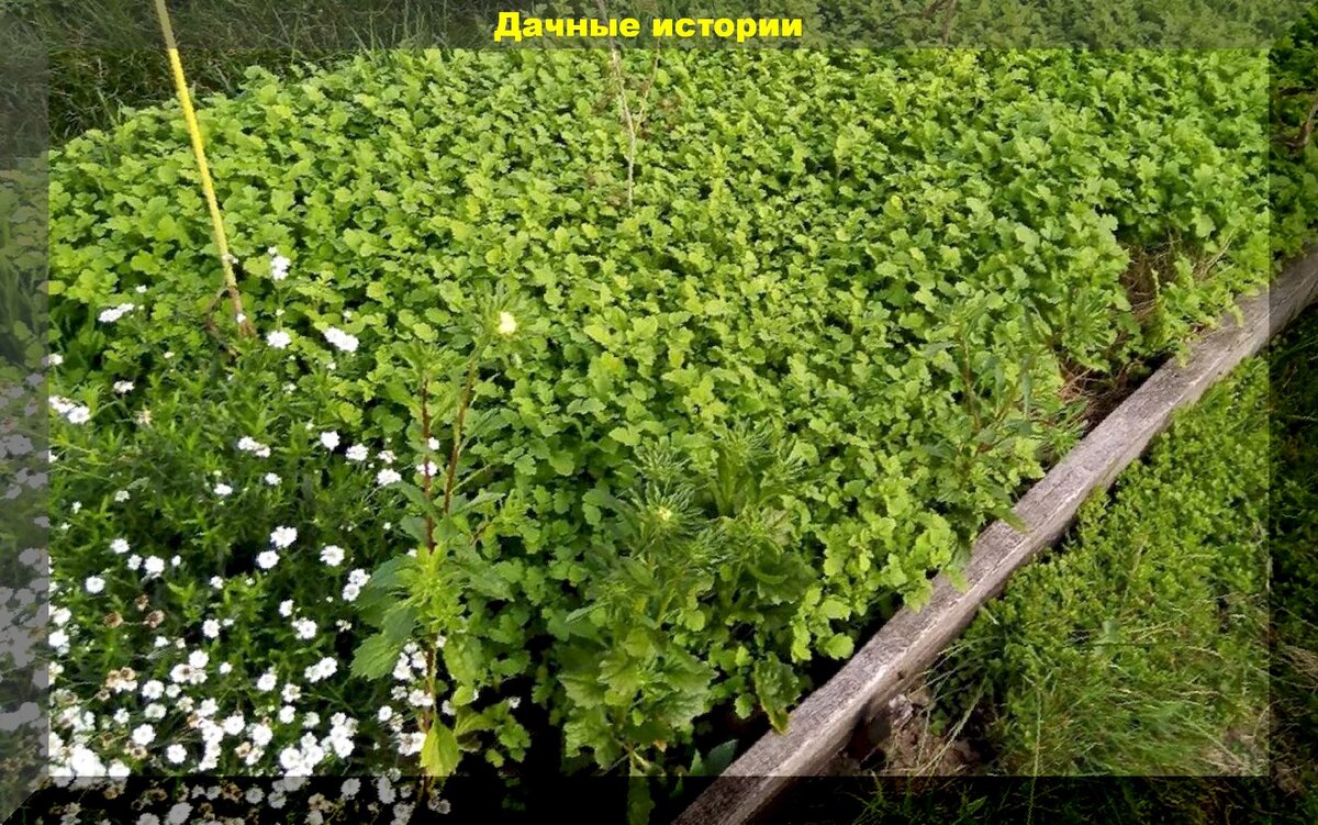 https://vk.com/photo-159774511_457244566