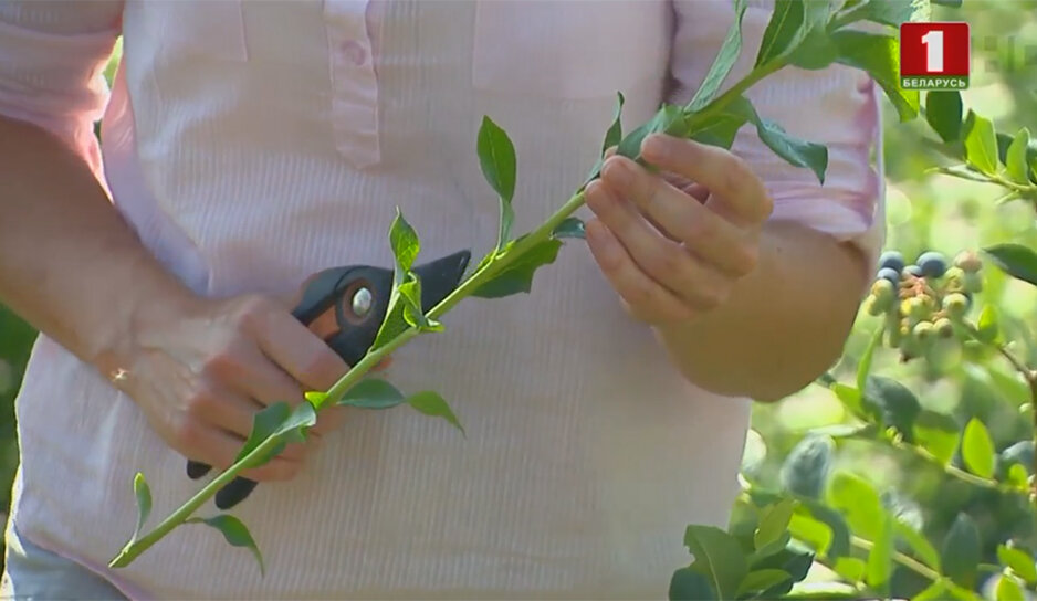 Если у вас на даче растет куст голубики, который исправно плодоносит, а ягодки крупные и сладкие, попробуйте его размножить. Каким способом?-2
