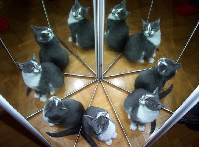 https://zooblog.ru/6333-pochemu-u-koshki-9-zhizney/