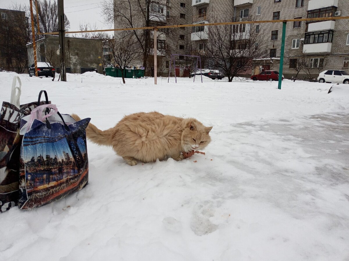 Хоть Орлик на колесах есть: волонтер о ситуации, которая никуда не  сдвигается | Блог #Мими_кися | Дзен