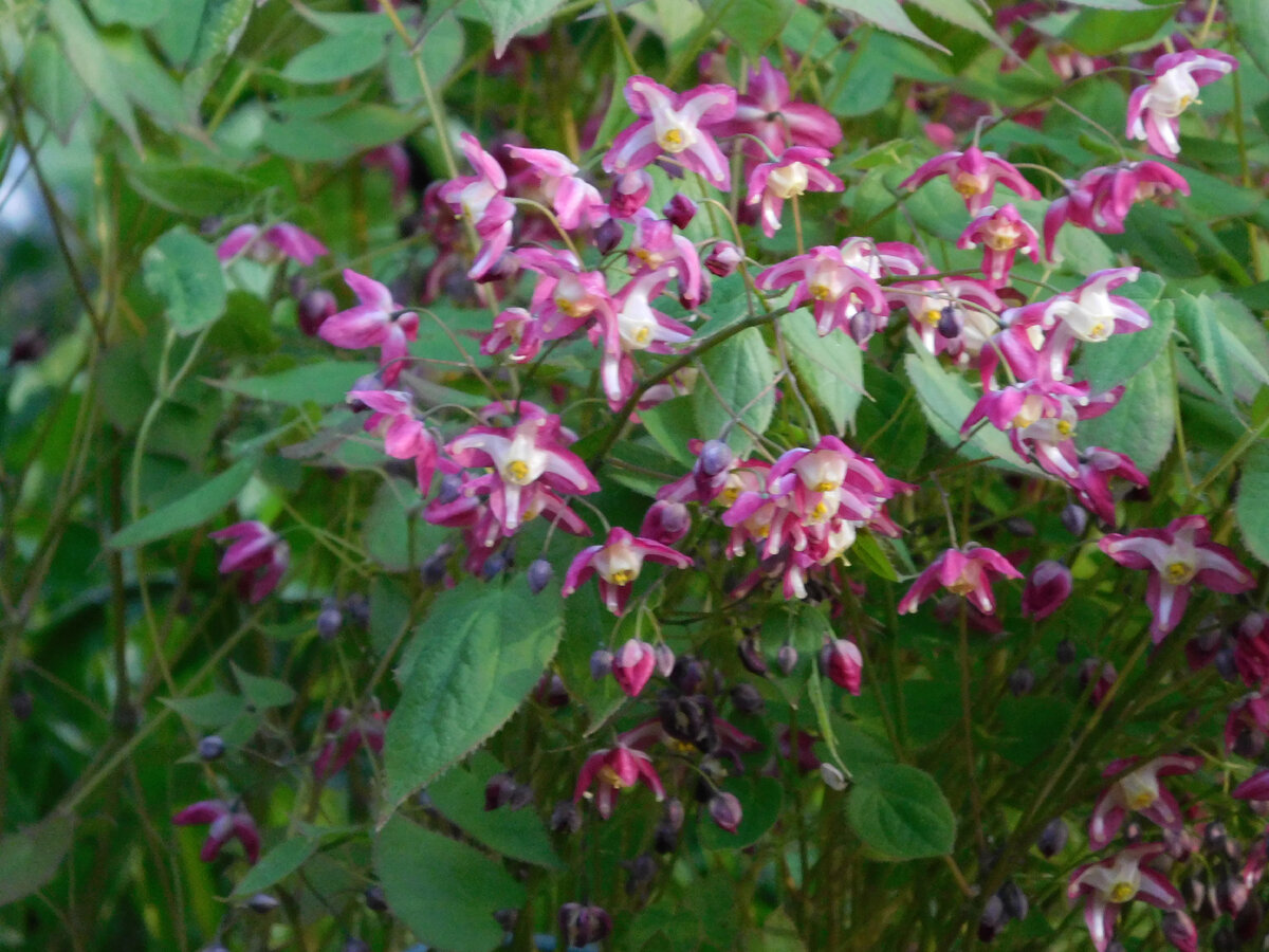 Горянка красная. Горянка рубрум. Эпимедиум горянка крупноцветковая. Эпимедиум что это. Эпимедиум горянка крупноцветковая.