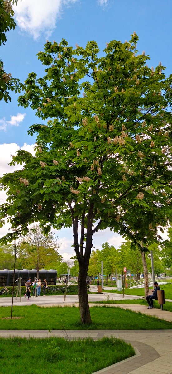 Цветущие каштаны у пруда Марс. На заднем плане те самые гамаки, вокруг которых сегодня формировалась утренняя прогулка. Прогулка наша. Фото моë. 
