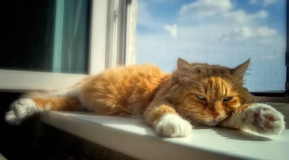 Почему кошкам не жарко в шерсти летом: особенности терморегуляции у кошек