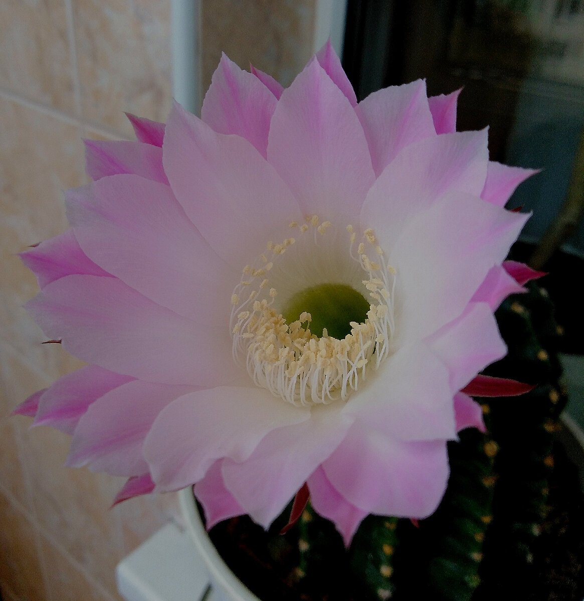         26 августа 2023 года Последний цветок моего кактуса . Теперь он будет отдыхать ровно год .