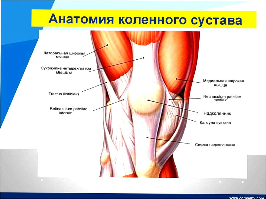 Колена человека строение фото и описание 10 000 шагов в день убьют ваши суставы. 4 ключевых совета заботы о суставах и 5 