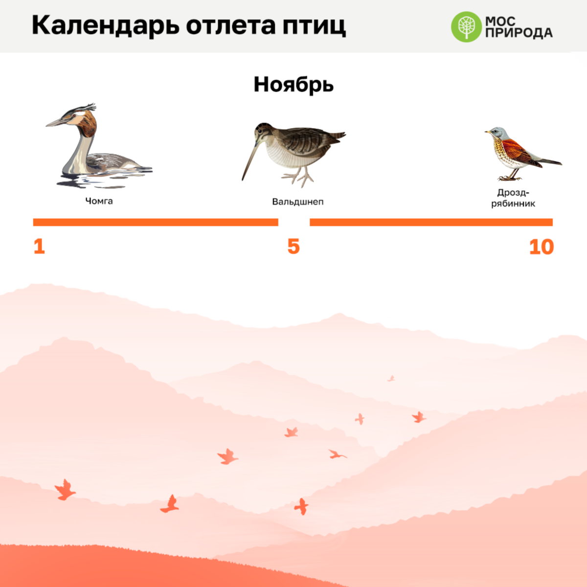 Птиц какое число. Календарь отлета птиц на Юг. Отлет перелетных птиц. Порядок отлета птиц в теплые края. Когда птицы улетают в теплые края.