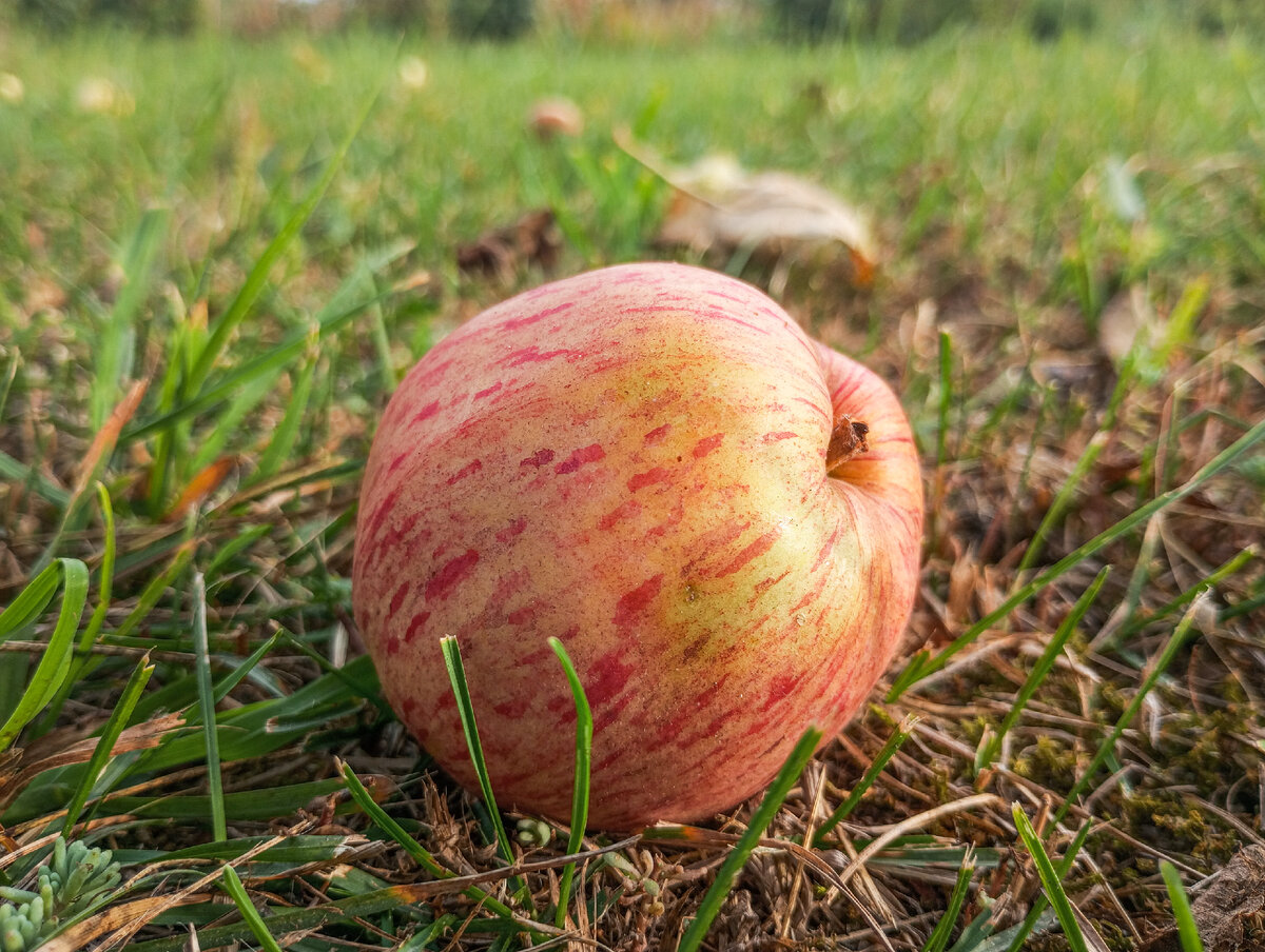 Опавшие яблоки – опасность в саду или находка для знающего садовода