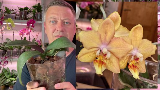 Почему желтеют листья у орхидеи и что делать