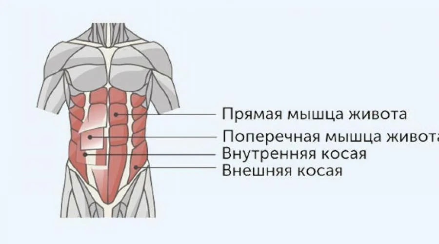 Косые мышцы живота у мужчин где находится картинка