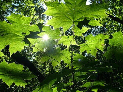 Раскудрявый клен зеленый. Раскудрявый клен. Клён кудрявый лист. Раскудрявый клен зеленый лист резной.