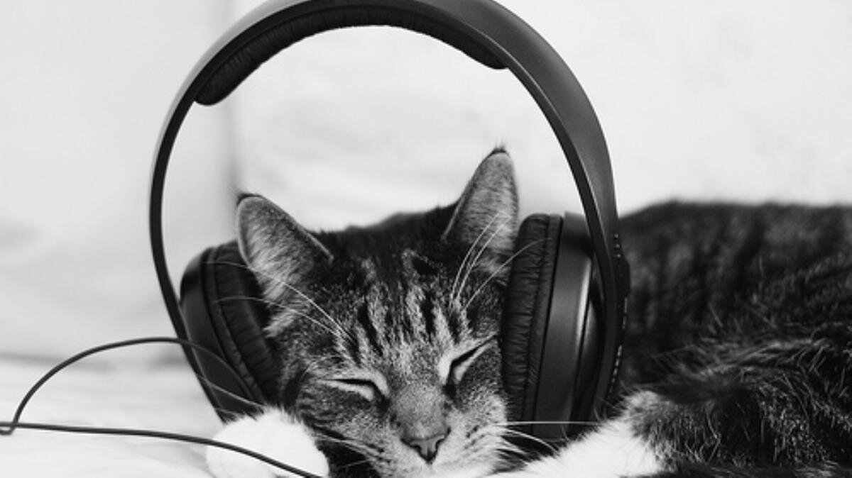 Послушать звук кошки