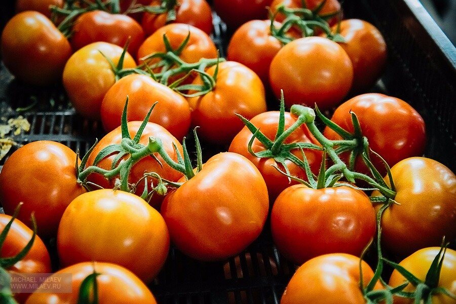 Фото: Michaelmilaev