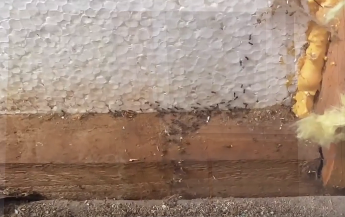 При вскрытии утепления были обнаружены муравьи, которые стали разбегаться.