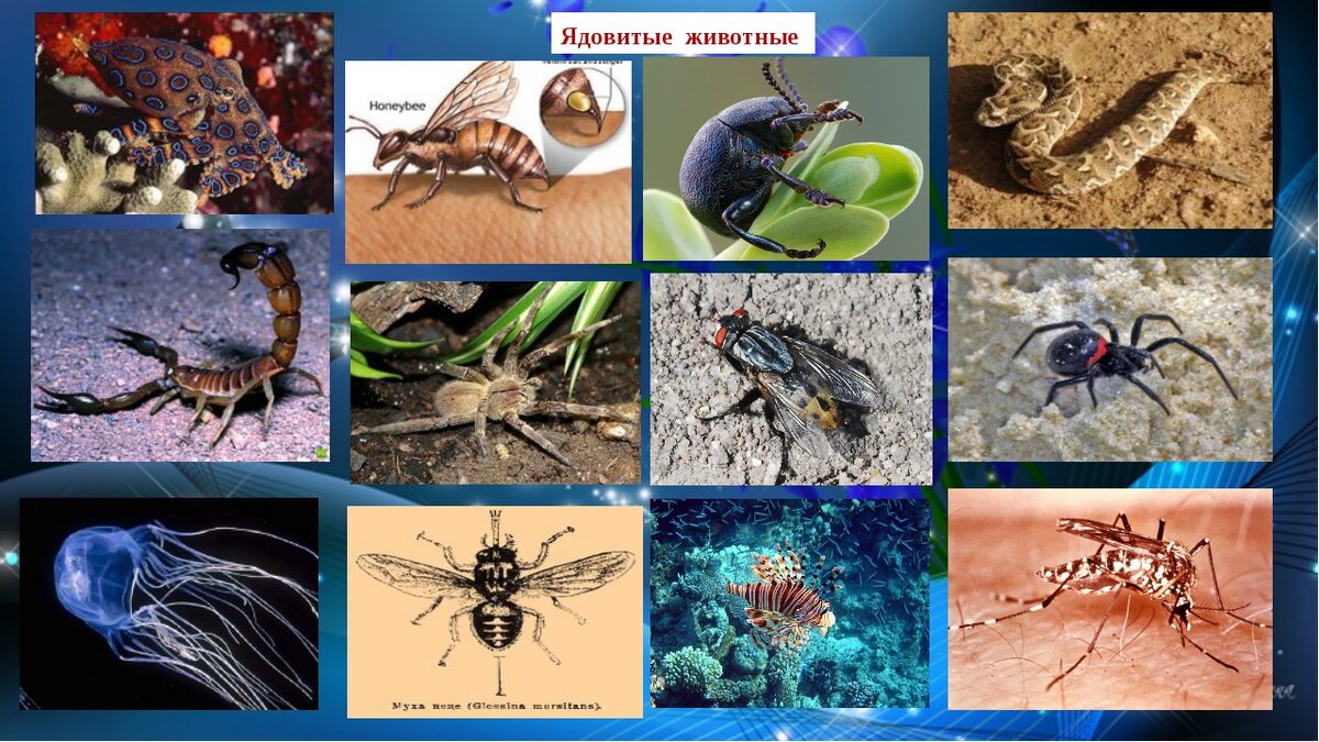 Презентация ядовитые животные и растения презентация