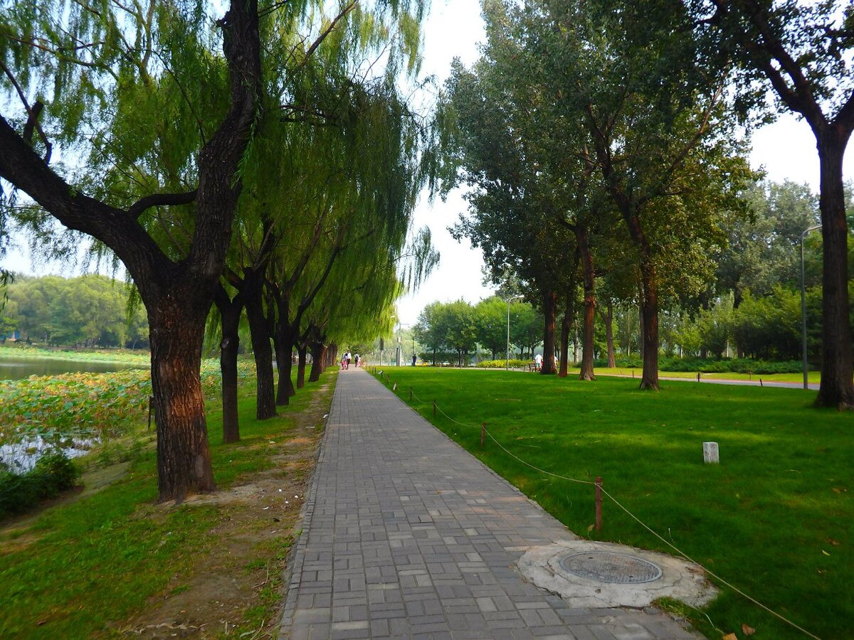 Аллеи в парке

