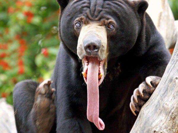самый агрессивный медведь