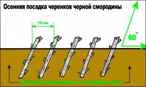 Полив и опрыскивание черенков должны осуществляться регулярно. Периодически, в зависимости от погодных условий, нужно делать проветривание парника.