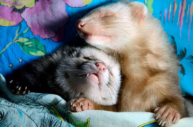 Фретки могут быть разных окрасов