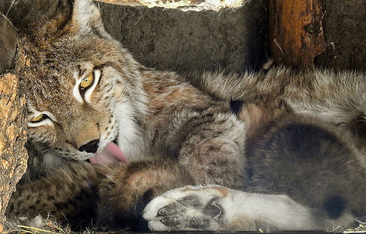 © Официальный сайт мэра Москвы 