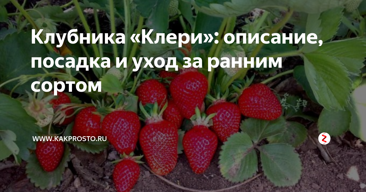 Клери описание сорта фото Клубника клери характеристика урожайность: найдено 87 картинок