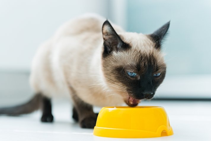 В каких случаях кошку тошнит после еды? | ZOO CHANNEL | Дзен