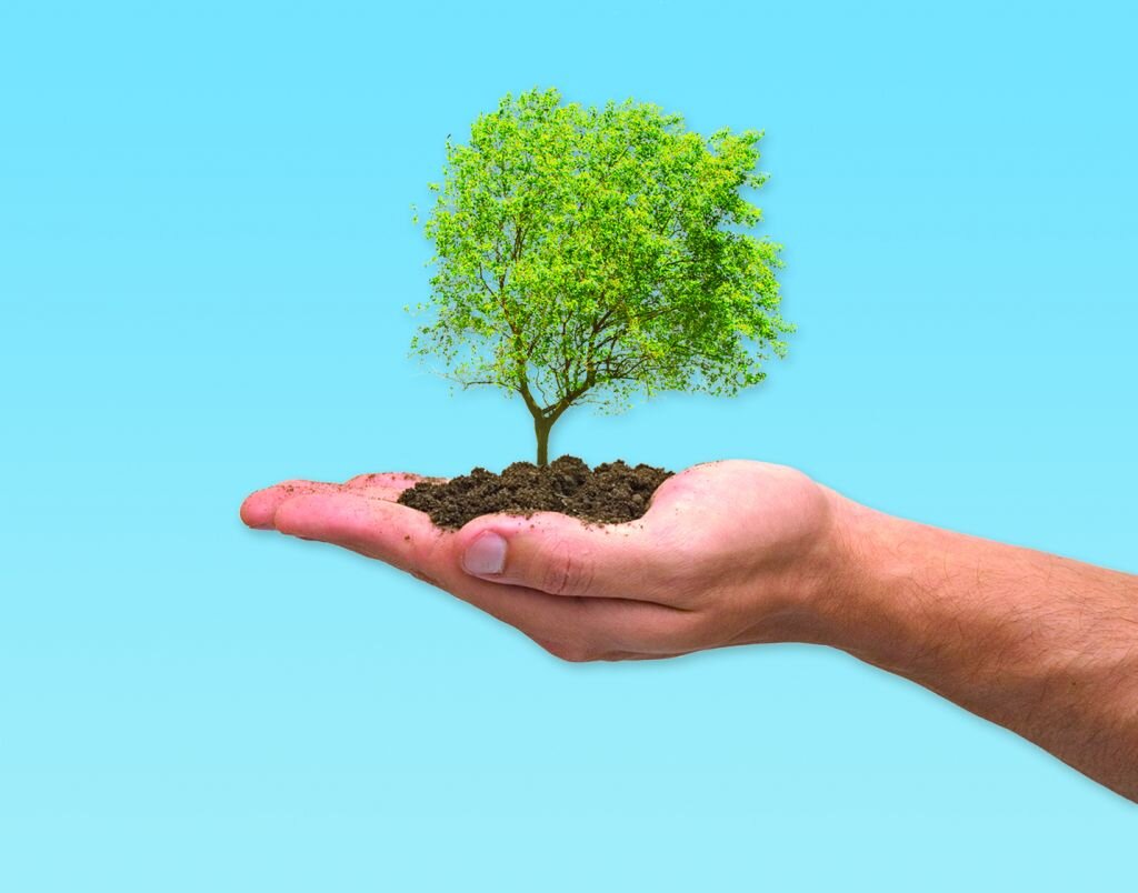 Экология посади дерево
