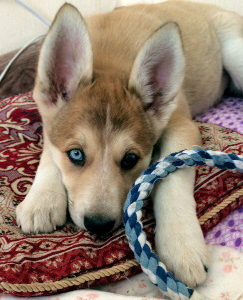 Щенок хаски