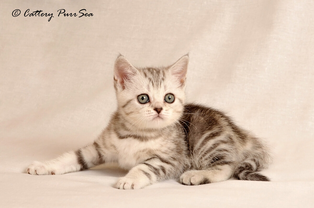 Шотландская короткошерстная кошка (Scottish Straight) – это разновидность породы шотландской вислоухой, скрещенная с прямоухими кошками.