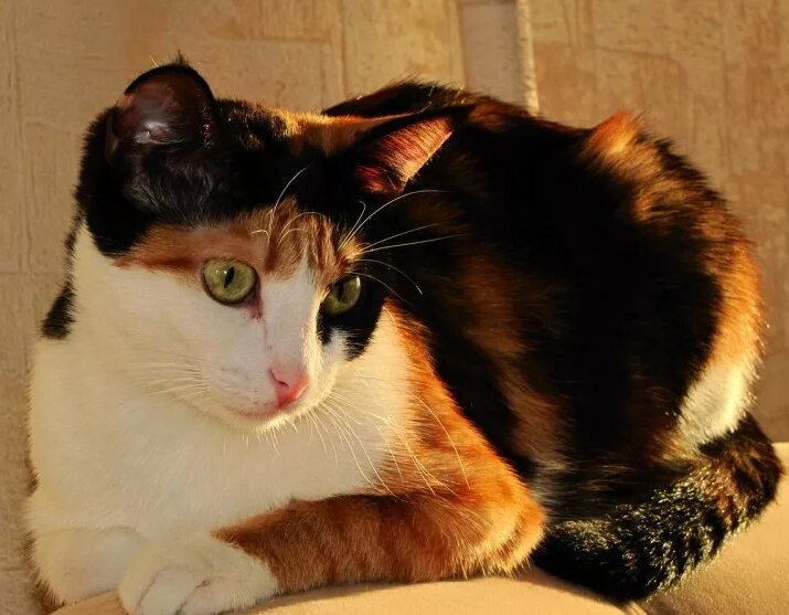 Трехцветная кошка