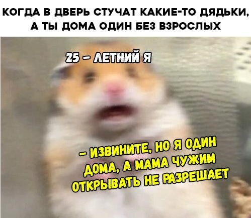 Хомяк в парике