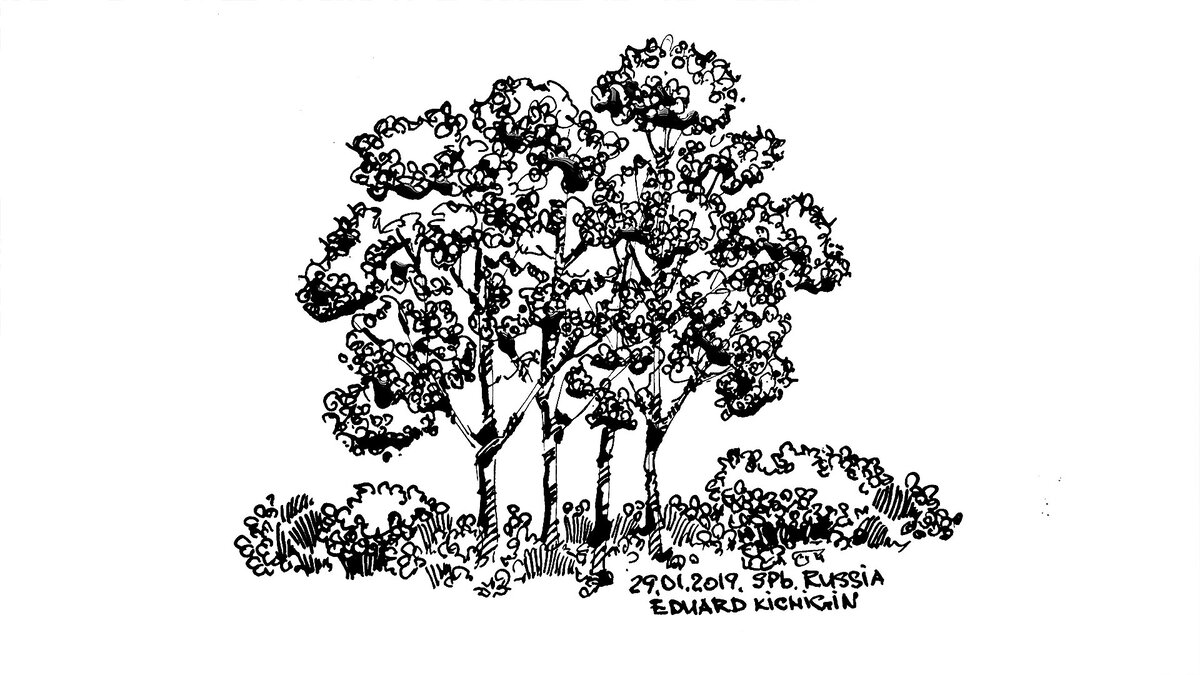 Формы кроны деревьев. Деревья в парке. Дерево 3д модель. Группа деревьев 4 буквы. Ясень сухой дерево.