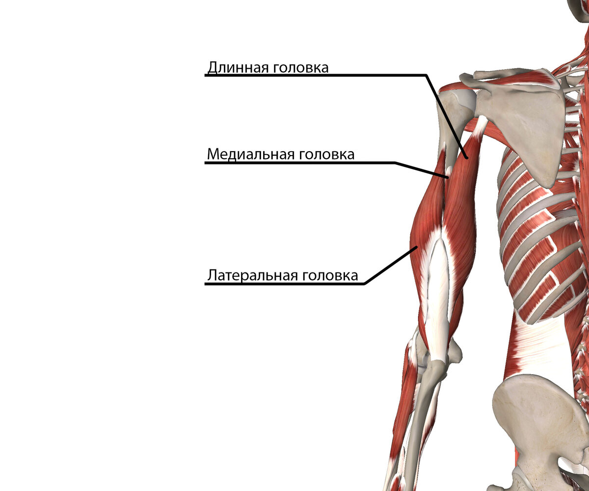 Медиальная головка трицепса фото