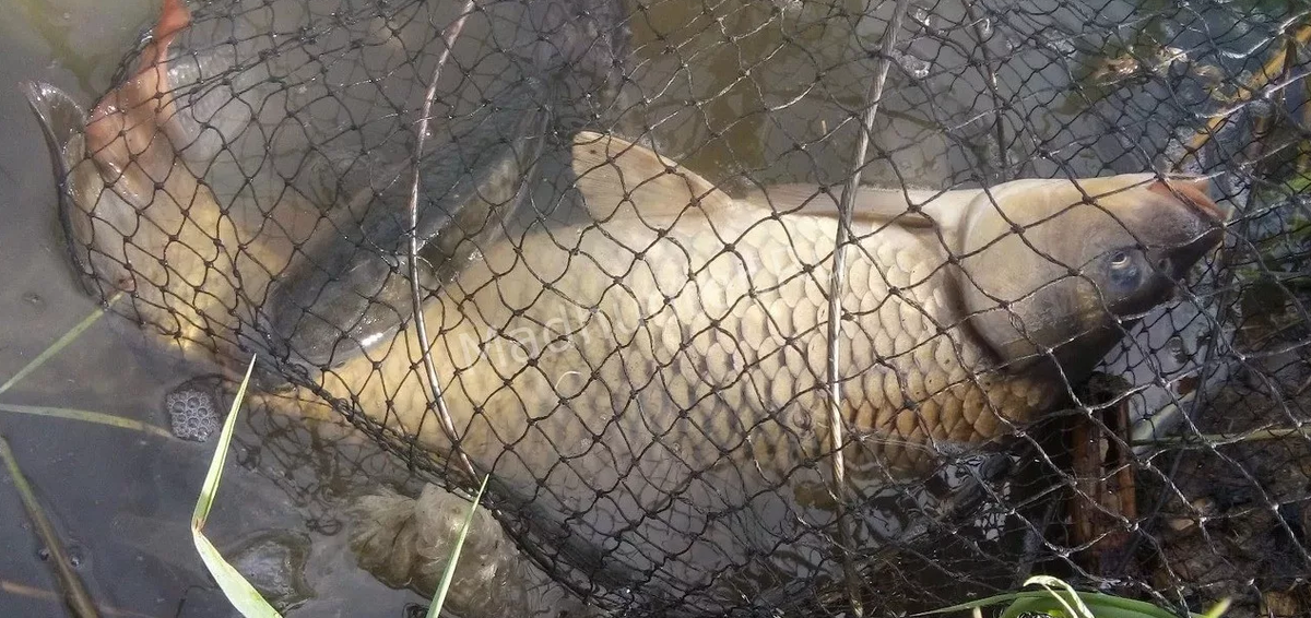 Источник: https://yandex.ru/images/