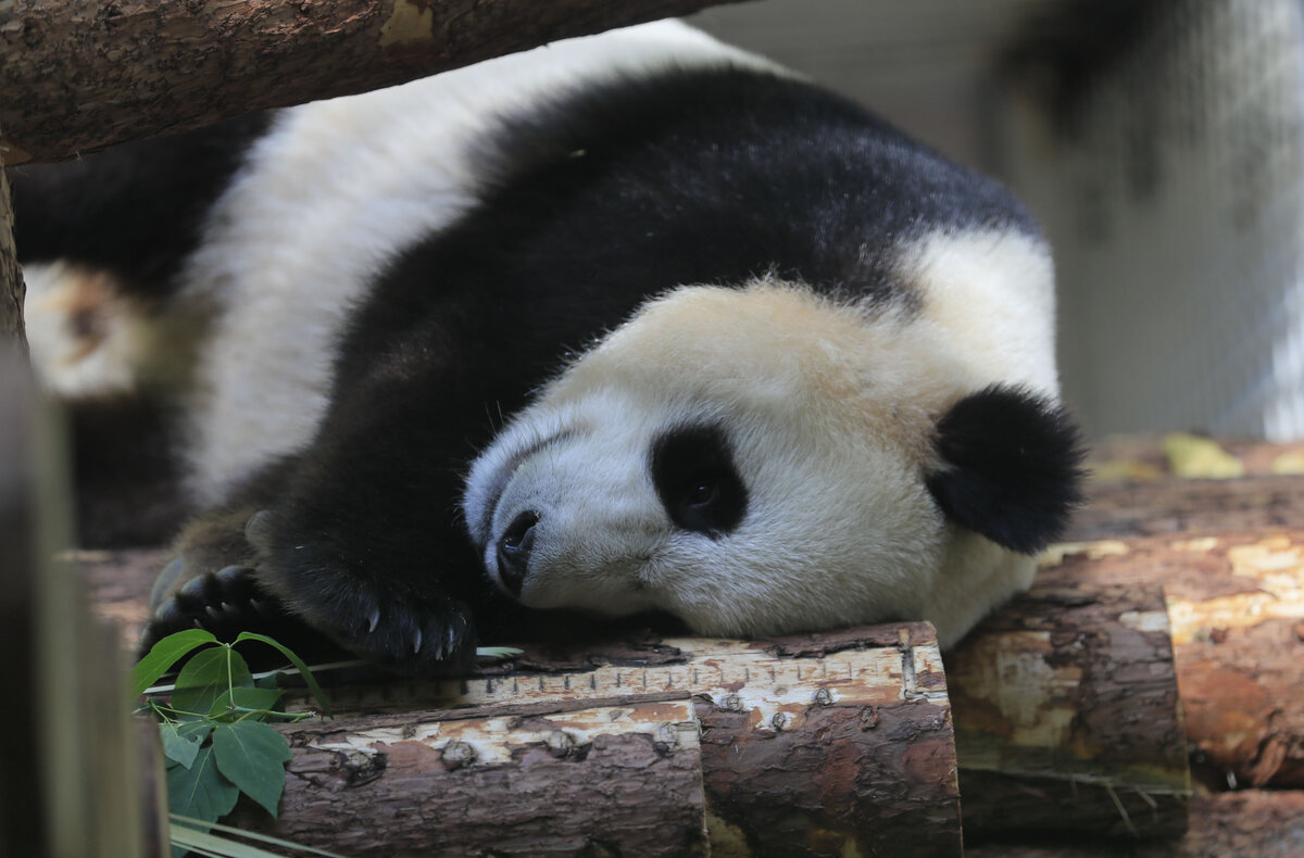 Медведь, енот или...