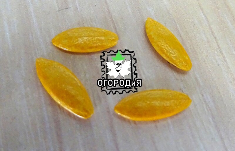 Инкрустированные семена огурцов