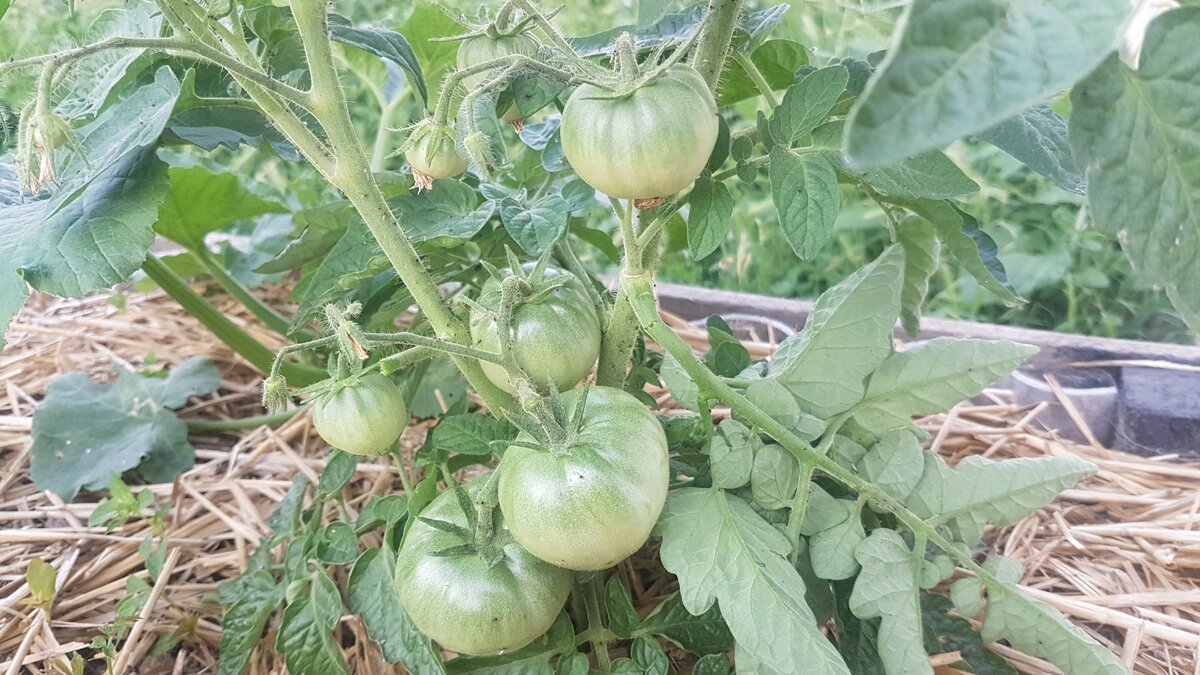 Помидоры сорта Санька. Проверенный нами на личном опыте сорт. Вырастут не очень крупными и сладкими, как раз то, что надо для салата.  Фото Е.Миговой.