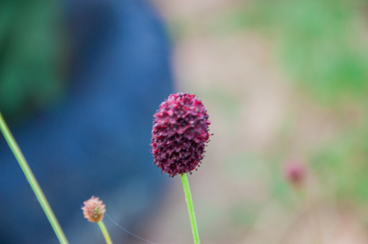 Цветы кровохлебки. 